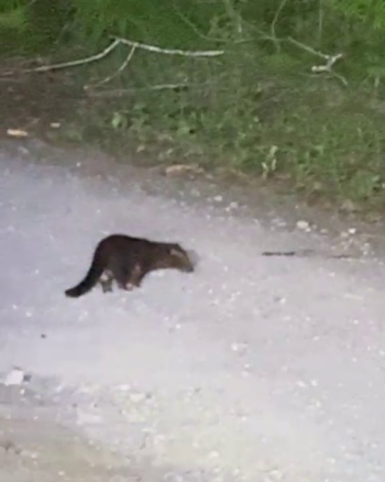 Sighting photo